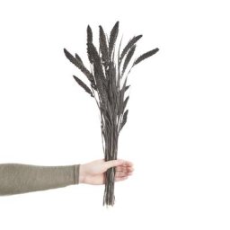 BUTLERS FLOWER MARKET Trockenblumen Setaria Länge 60cm Kunstblumen & Pflanzen
