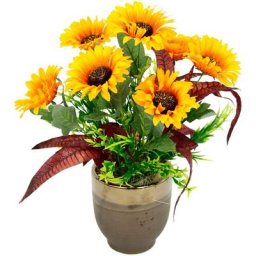 Gestecke Sonnenblumen Sonnenblume, I.GE.A., Höhe 40 cm, Im Topf aus Keramik