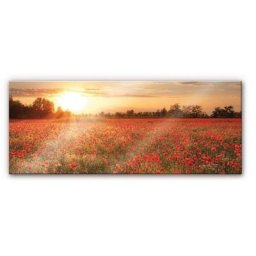 Wall-Art Küchenrückwand Mohnfeld im Sonnenuntergang, (1-tlg)