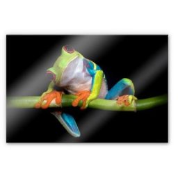 Wall-Art Küchenrückwand Spritzschutz Frisch Green Frog, (1-tlg)
