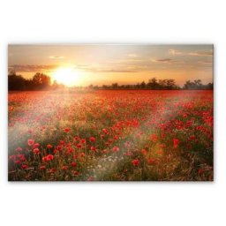 Wall-Art Küchenrückwand Mohnfeld im Sonnenuntergang, (1-tlg)
