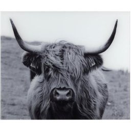 WENKO Küchenrückwand Highland Cattle, gehärtetes Glas, 60x50 cm