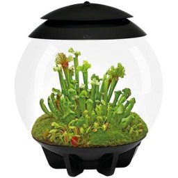 biOrb by OASE Terrarium AIR 30, 71748/49/58, 30 Liter, ØxH: 40x46 cm, verschiedene Farben