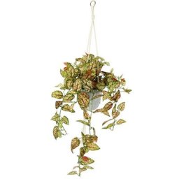 Kunstpflanze Künstliche Fittonia Hängeampel mit Topf Kunstpflanze, I.GE.A., Höhe 80 cm, Topfpflanze Kunstblume