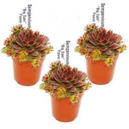 Exklusiver Hauswurz - Sempervivum - Ausgefallene Sammlersorte Big Sam bzw. Power Grenade - Rarität