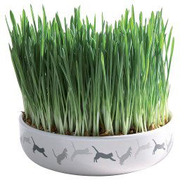 Macetero para hierba para gatos - 1 set (recipiente y semillas)