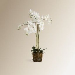 El Corte Inglés Planta artificial Orquídea sobre base natural . Blanco