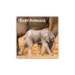 BROWNTROUT PUBL Baby Animals 2026 12 X 24 Inch (hanging) Monthly Square Wall Calendar Plastic-free