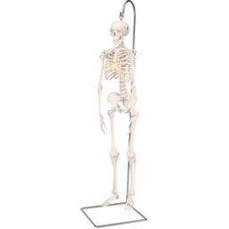 Miniesqueleto completo Shorty sobre soporte colgante