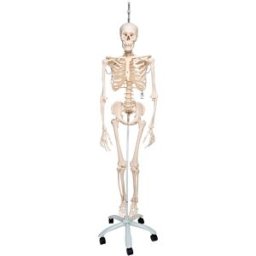 Esqueleto fisiológico Phil: sobre soporte rotatorio de cinco ruedas (Especial fisioterapia y osteopatía)