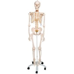 Esqueleto anatómico de lujo Fred: esqueleto flexible en soporte de cinco patas con ruedas