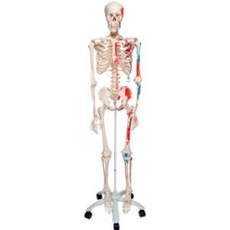 Esqueleto anatómico Max: con músculos en soporte de cinco patas con ruedas