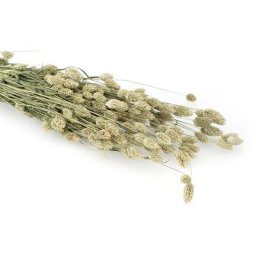 Phalaris séché naturel