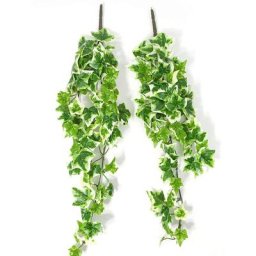 Branches de lierre, vert/blanc