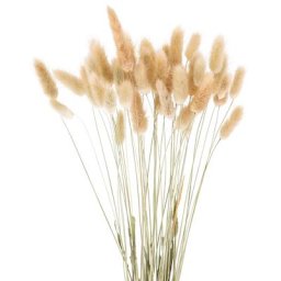 Lagure ovale, naturelle, 50–60 cm , 35–45 pièces