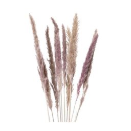 Herbe des pampas, nature, 50–60 cm, 10 pcs.