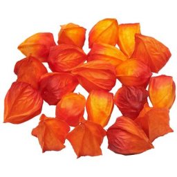 Physalis déco, 24 pièces