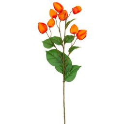 Branche de physalis