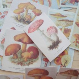 Autocollant en papier champignon peint à la main 58 pièces taille mixte Style manuel