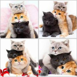 Closhine-Peinture diamant chat broderie complète 5D perles carrées ou rondes mosaïque d'animaux