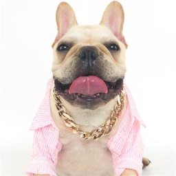 Collier bouledogue personnalisé en plastique pour chien et chat chaîne ajustable en plaqué or et