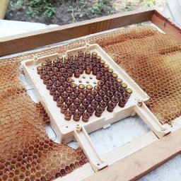 Système d'élevage de reine pour l'apiculture kit d'élevage de reine Jenter invitation
