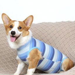 Combinaison anti-léchage trempée pour chien vêtements pour animaux de compagnie opération de