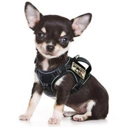 Vêtements réglables sans côtes pour animaux de compagnie vêtements SFP pour chien chiot chat
