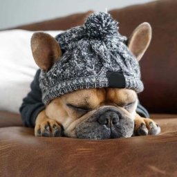 Chapeau d'hiver tricoté pour chien couvre-chef coupe-vent pour chat d'automne chiot petits