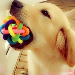 Balle à mâcher colorée pour chien chiot chat entraînement clochette son grincement jouet