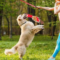 1 ensemble de baguettes d'entraînement pour chiens bâton d'entraînement pour animaux de compagnie