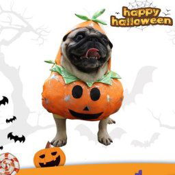 Tenue d'Halloween pour petits chiens et chats vêtements de carnaval pour animaux de compagnie