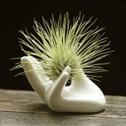 Plante à Air en Porcelaine Blanche Support de Fraise et Fleur Décor de Bureau Chic Décoration de