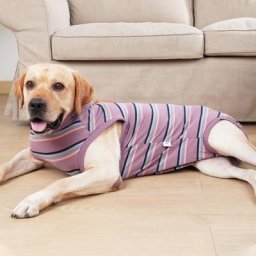 Récupération trempée pour chiens et chats après la proporChemise de récupération professionnelle
