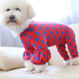 Combinaison fine 100% coton pour chien vêtement pour chiot salopette rouge à pois protège le