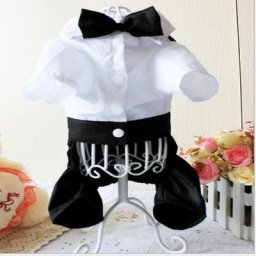 Vêtements pour chiens de petite et moyenne taille combinaisons pour chiots beau chien de