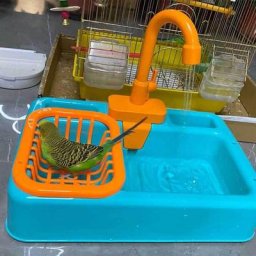 Mangeoire automatique pour oiseaux baignoire pour perroquets piscine douche de bain distributeur