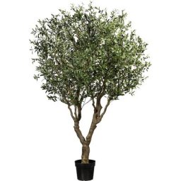 Olivier, 12 branches, pot 280 x 230 mm, hauteur 2400 mm