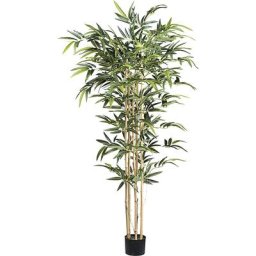 Bambou à tronc naturel, pot en plastique, hauteur 1500 mm