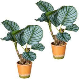 Calathea, lot de 2, dans un pot en papier mâché rempli de gravier, hauteur 450 mm