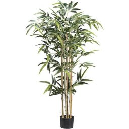 Bambou à tronc naturel, pot en plastique, hauteur 1300 mm