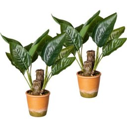 Plante feuillue de canne à sucre, lot de 2, dans un pot en papier mâché rempli de gravier, hauteur 450 mm