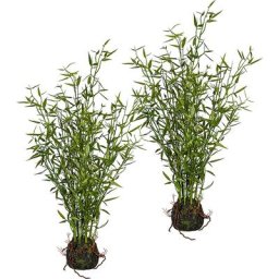 Bambou à petites feuilles, lot de 2, hauteur 600 mm, dans une botte de mousse avec racines