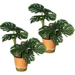 Philodendron à feuilles divisées, lot de 2, dans un pot en papier mâché rempli de gravier, hauteur 450 mm