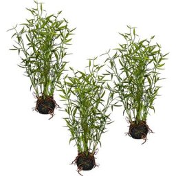 Bambou à petites feuilles, lot de 3, hauteur 420 mm, dans une botte de mousse avec racines