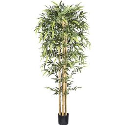 Bambou à tronc naturel, pot en plastique, hauteur 2100 mm