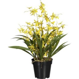 Oncydie Dancing Queen, dans un pot en plastique, hauteur 600 mm, jaune