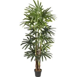 Palmier rhapis Real Touch, dans un pot en plastique, hauteur 2000 mm