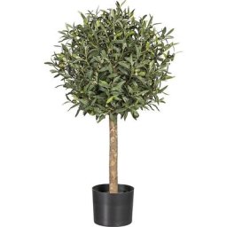 Arbre d'olivier en boule, tronc naturel, en pot, hauteur 900 mm
