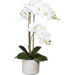Phalaenopsis, Real Touch, dans un pot en ciment, gris, blanc